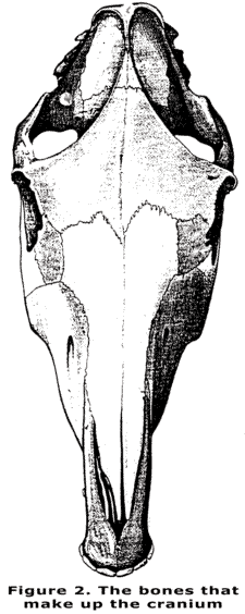 Figure 2 - Cranial Bones - Equine CranioSacral Workshops